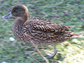 possible Meller's Duck